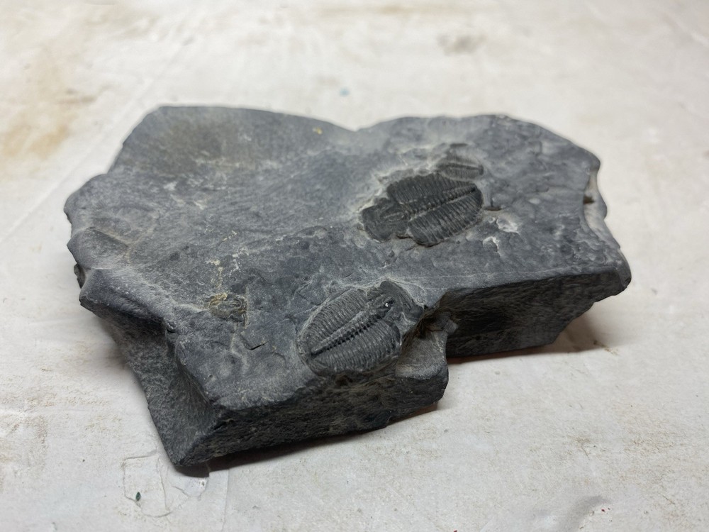 Large Multiple Trilobite Fossil Slab