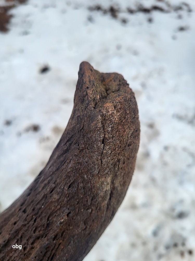 Historic Bison Horn Core Partial Skull river find