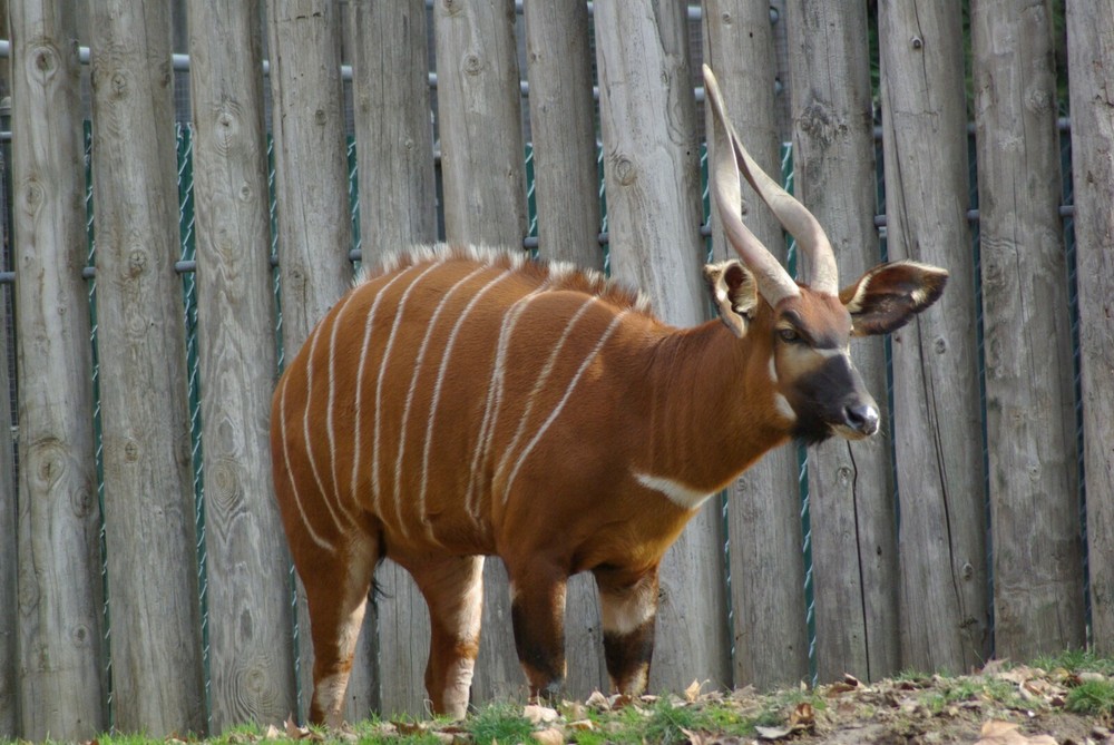 Bongo Taxidermy Reference Photo Cd