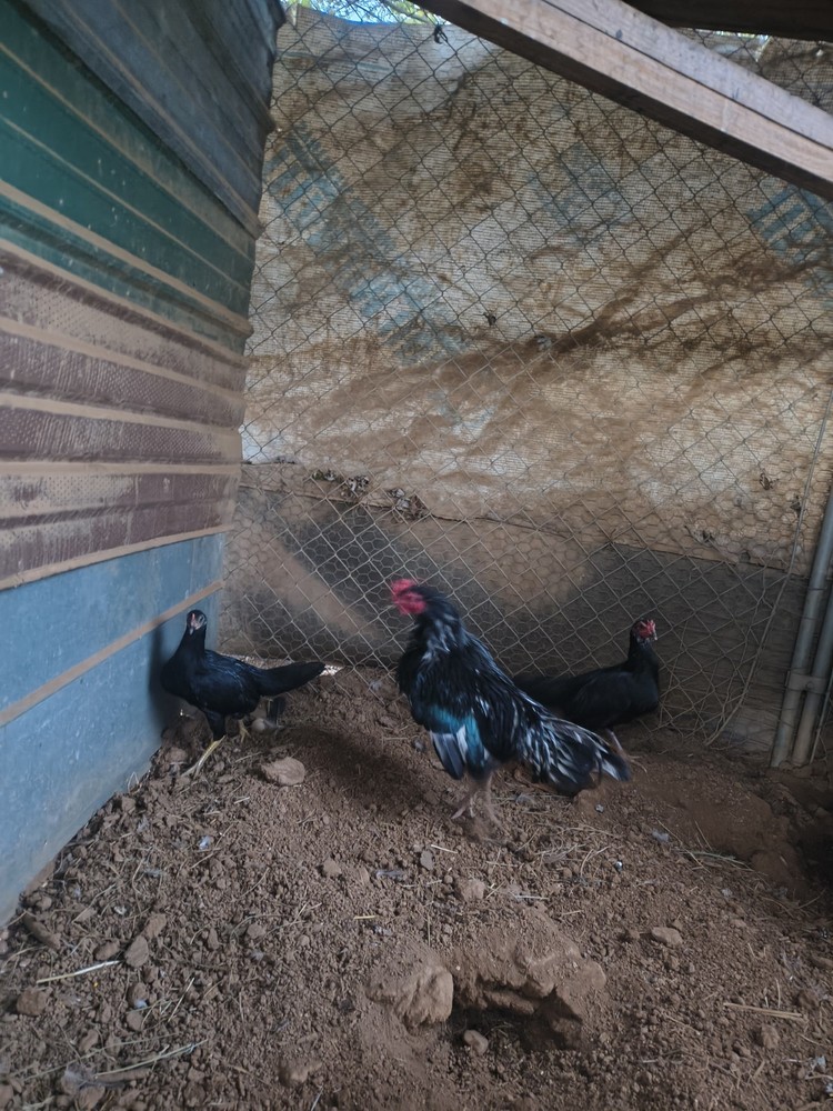 6 Black AsilHatching Eggs