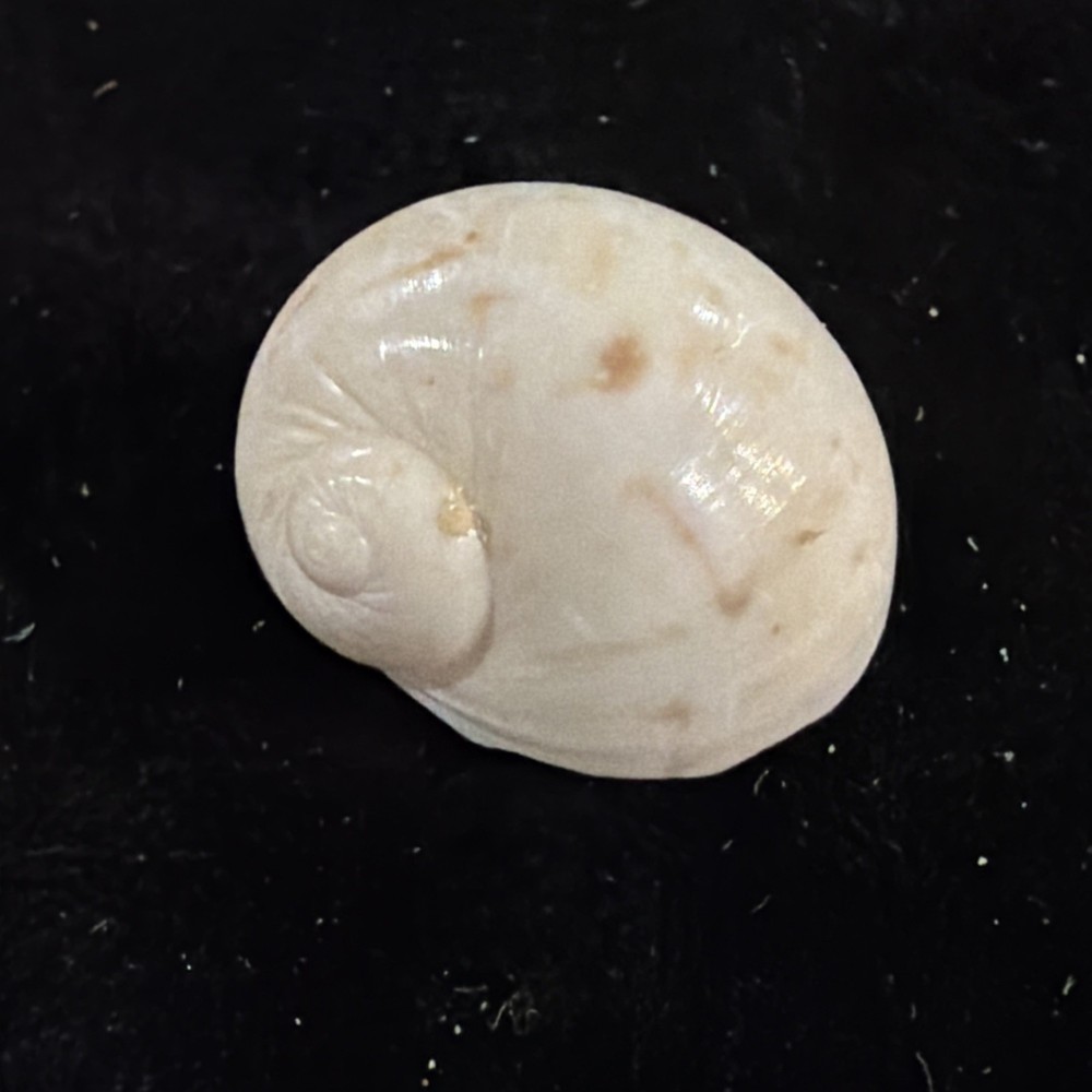Natica Canrena Shell 25mm Florida (A695)
