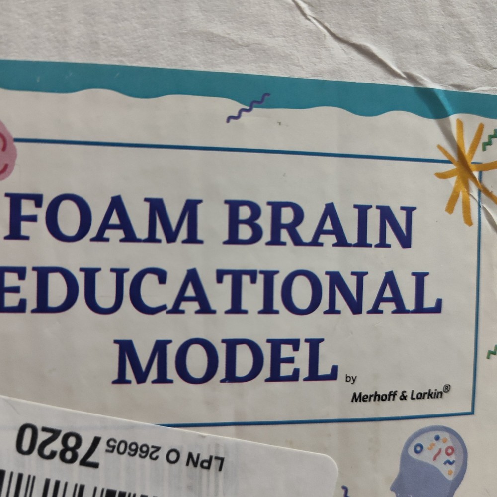 Human Brain Cross Section Foam Model - Educational Anatomy Study Tool - Labeled