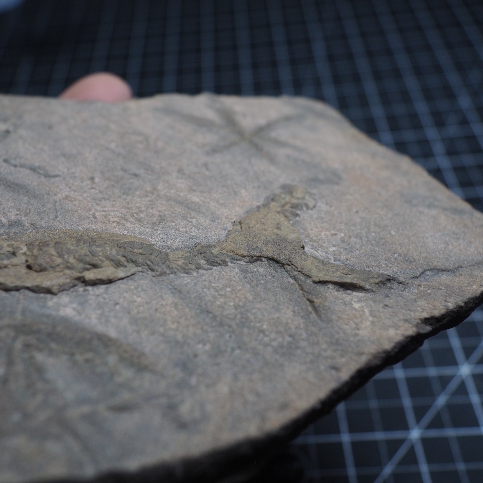 Trilobite Trace Fossil Cruziana Feeding Track Ordovician Morocco Star Trace