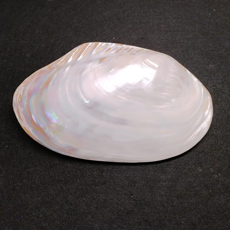 Large Pearlized Mussel Clam Shell Polished Seashell White Mother of Pearl 7-8"