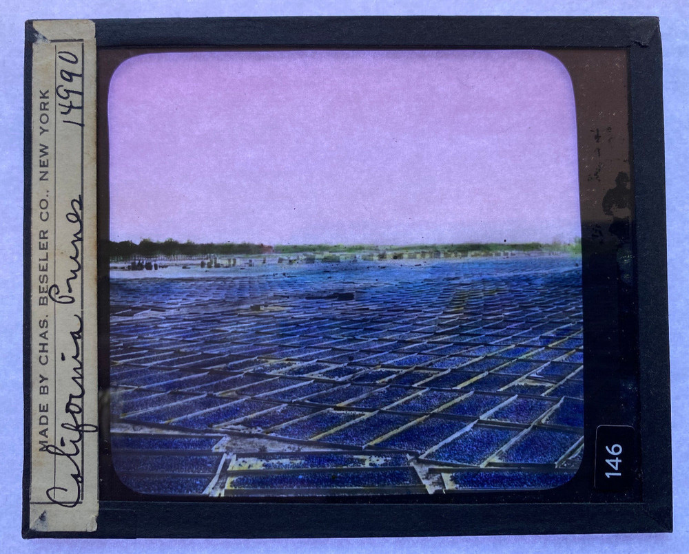 COLORED MAGIC LANTERN SLIDE PRUNES CALIFORNIA 1900s