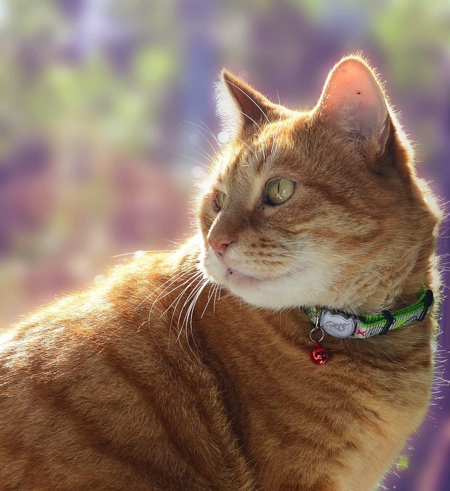Catz ReflectoCat Collar Lime