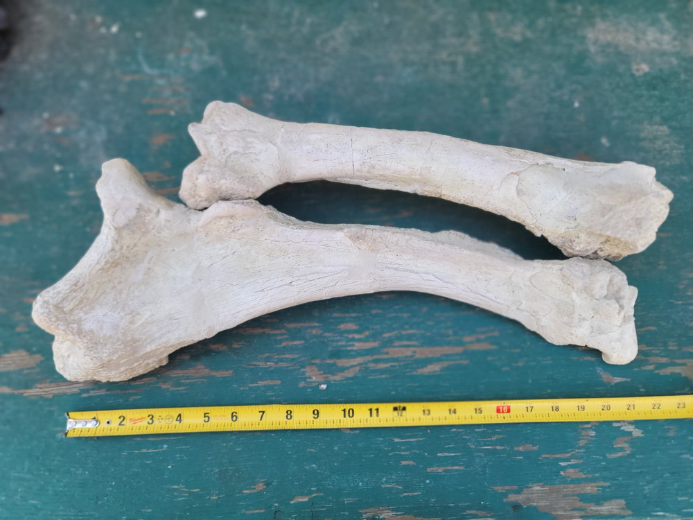 Titanothere Brontothere matched Radius and Ulna large leg bones complete example