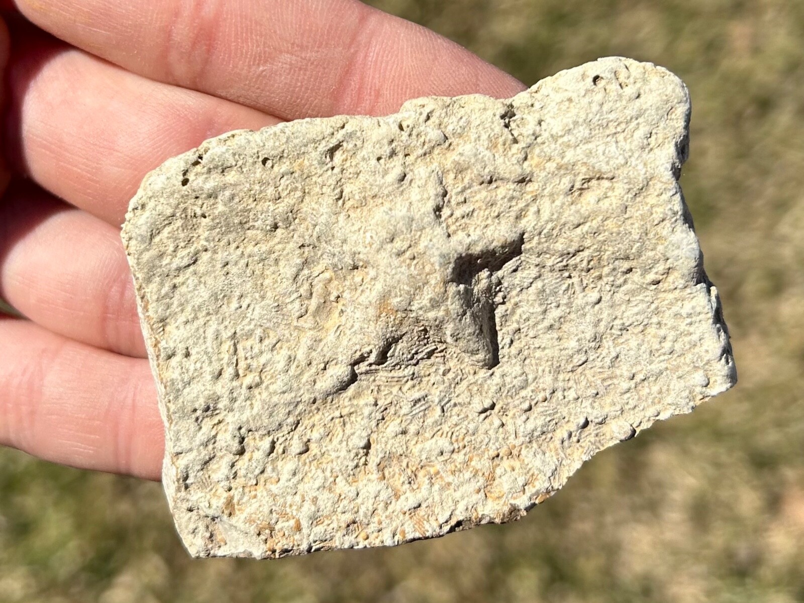 Alabama Fossil Starfish Cast Mississippian Age Bangor Limestone Formation