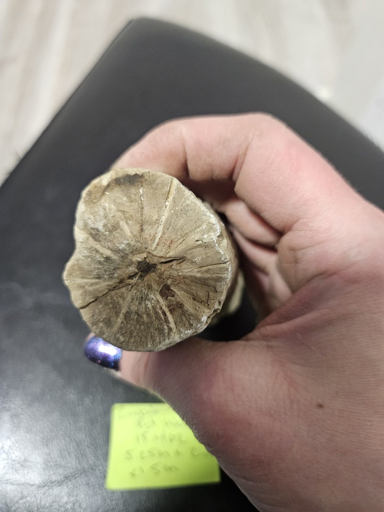 Zimbabwe Petrified Wood Specimen (15.4oz)