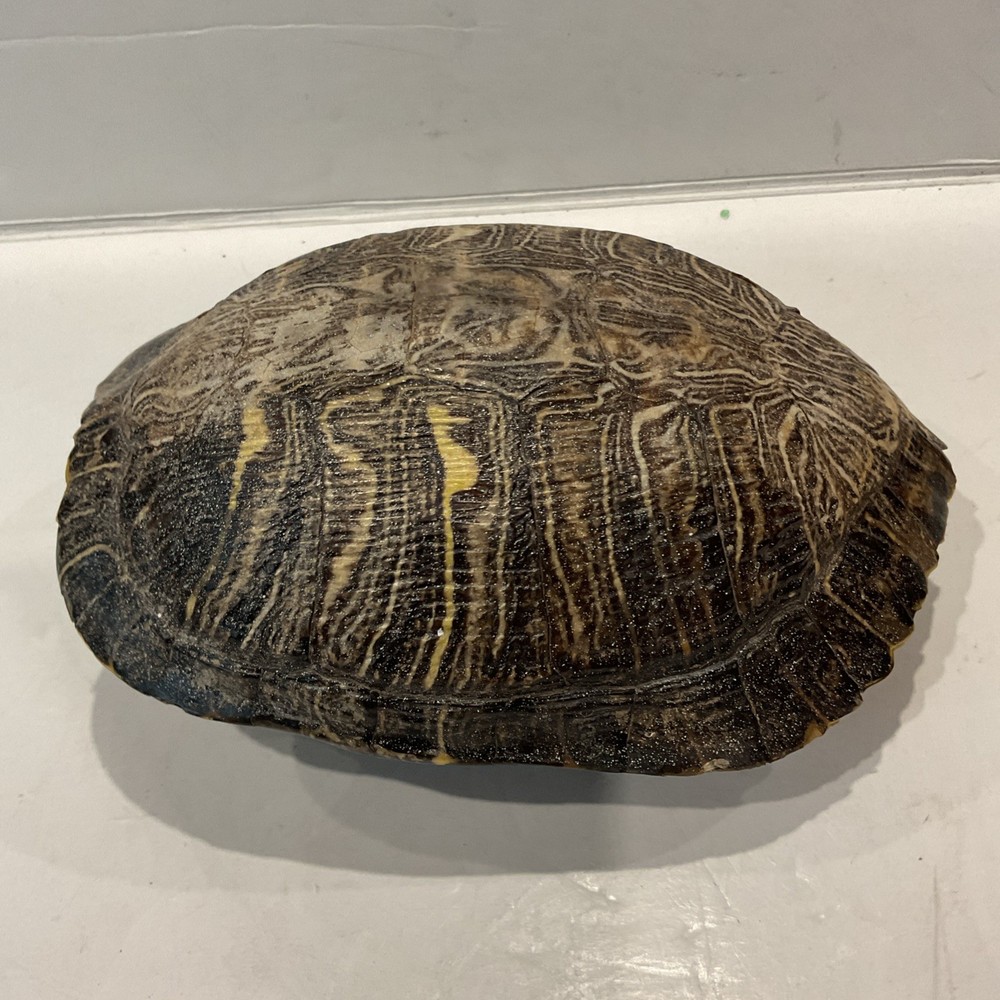 Turtle Shell 7" Decor Pond, Slider, Terrapin