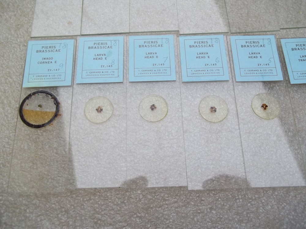 Vintage Glass Microscope Slides -