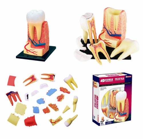 4D Human Triple Root Molar Tooth Anatomy Study Series 3D Teeth Model Education