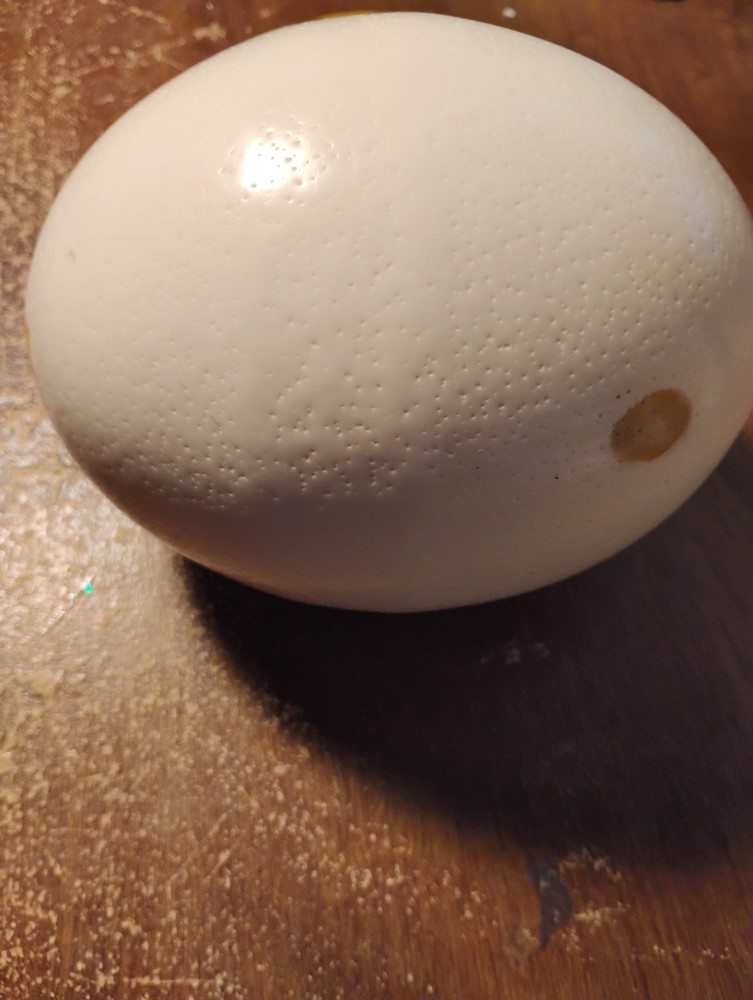 Empty ostrich egg drained