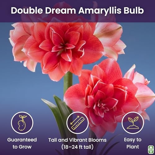 Double Pink Amaryllis Bulb – Large Bulb for Planting, 4-8 Blooms, 16–24" Tall