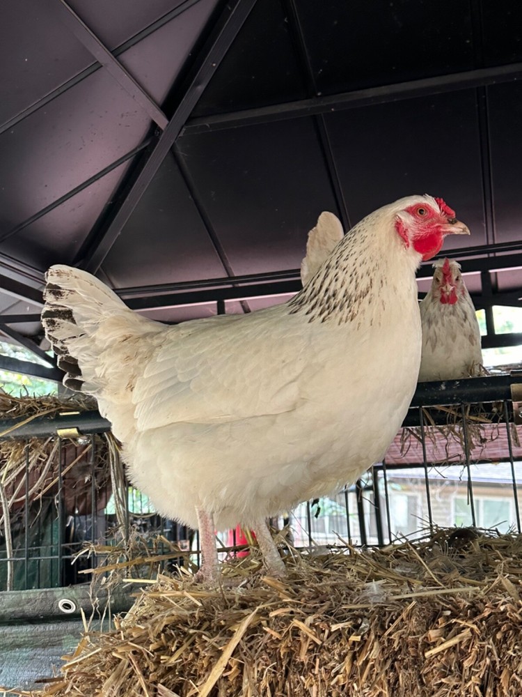 12 Rainbow chicken hatching eggs| Healthy Flock