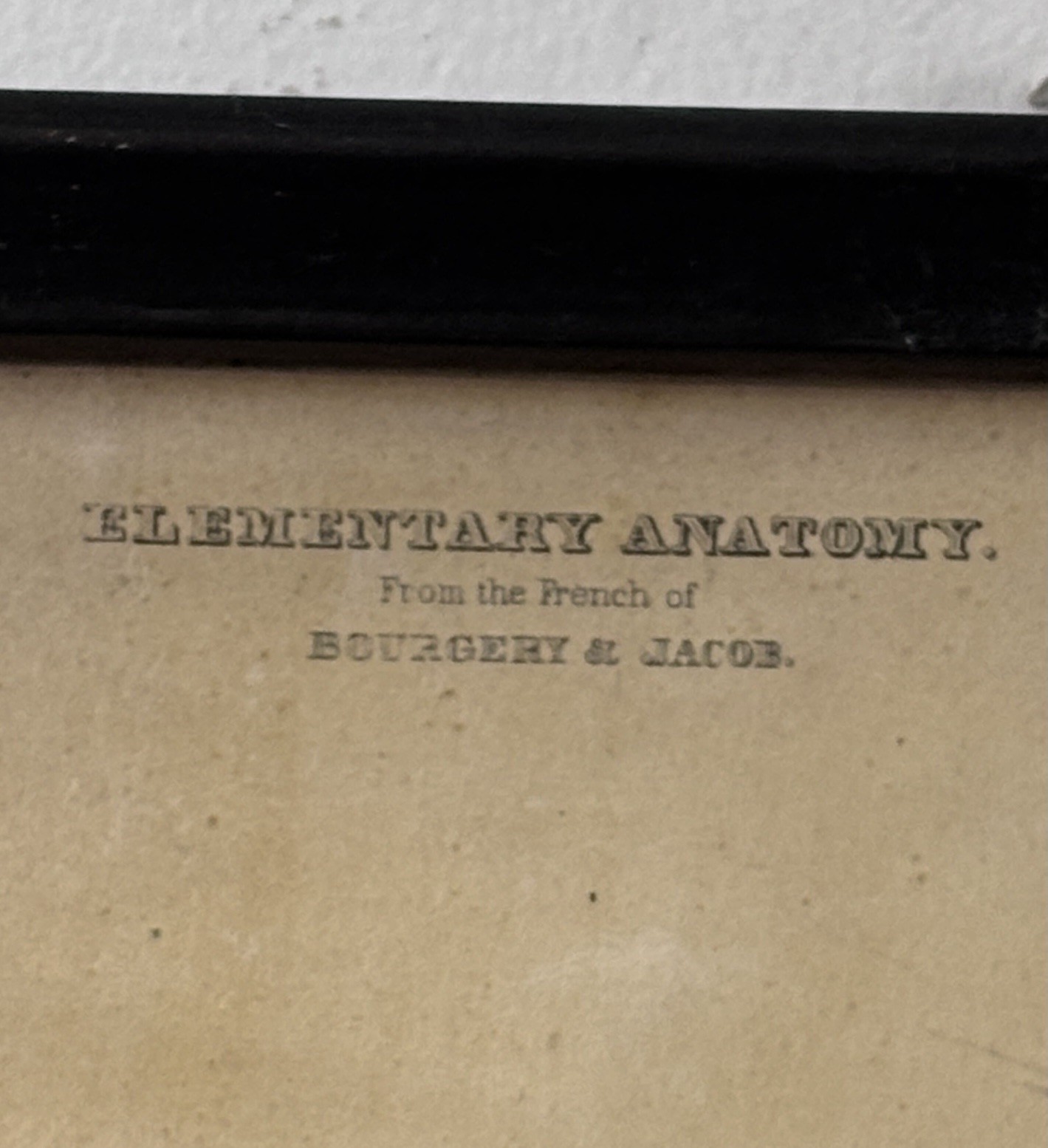 Antique 19th Century Kelloggs Bourgery Jacob Neurology Anatomical School Poster