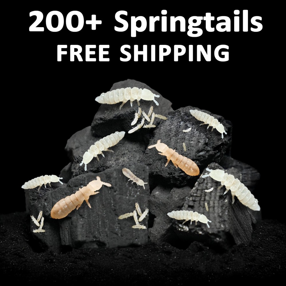 200 Springtails