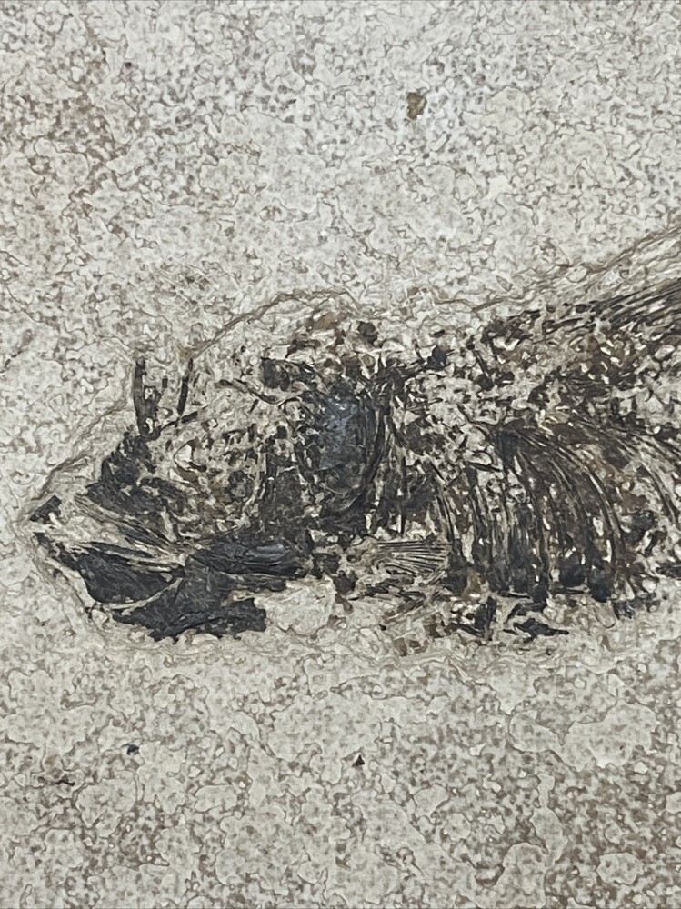 Fish Fossil Unknown Origin 9”x 7.25”