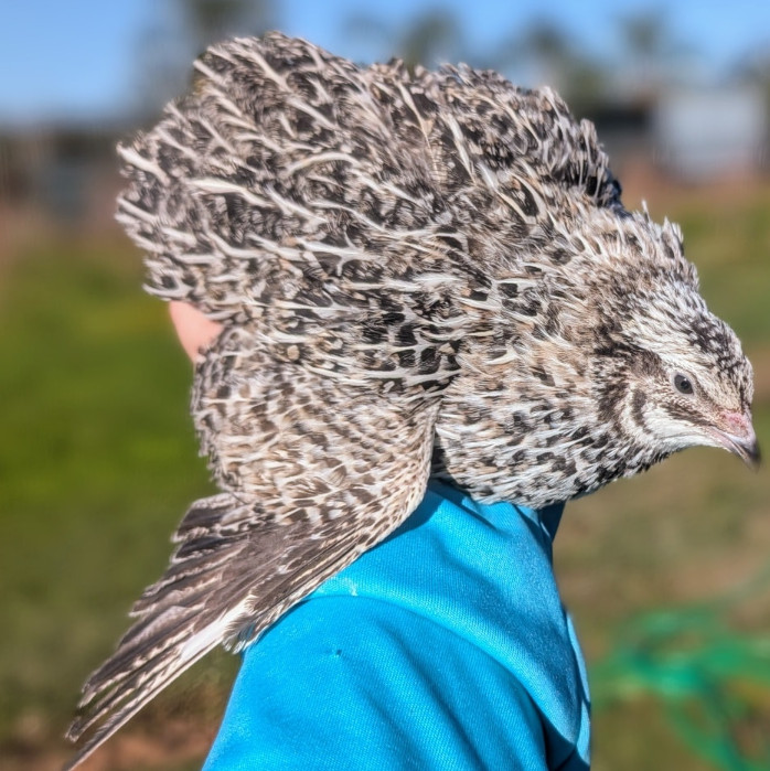 150 ++ Rainbow Coturnix Quail Hatching Eggs NPIP