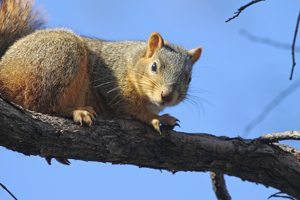 Fox Squirrel Taxidermy Reference Photo Cd