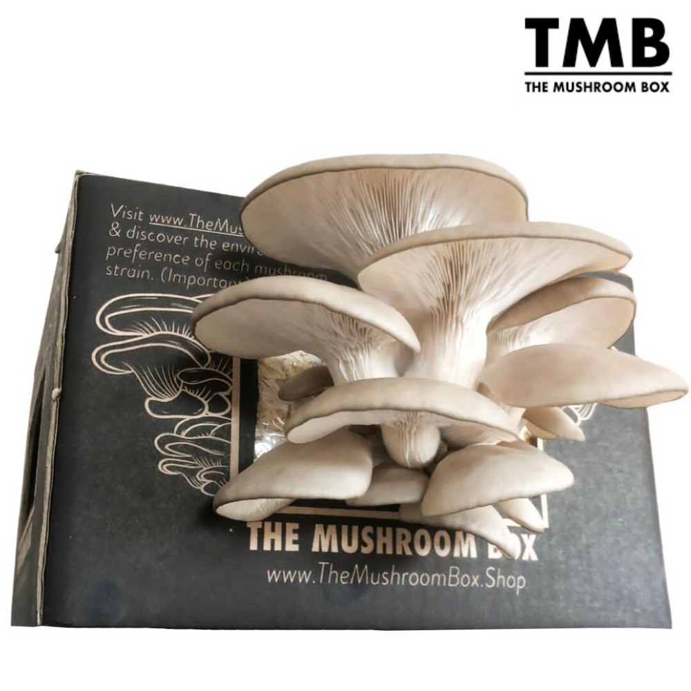 Brown Oyster - Mega Mushroom box