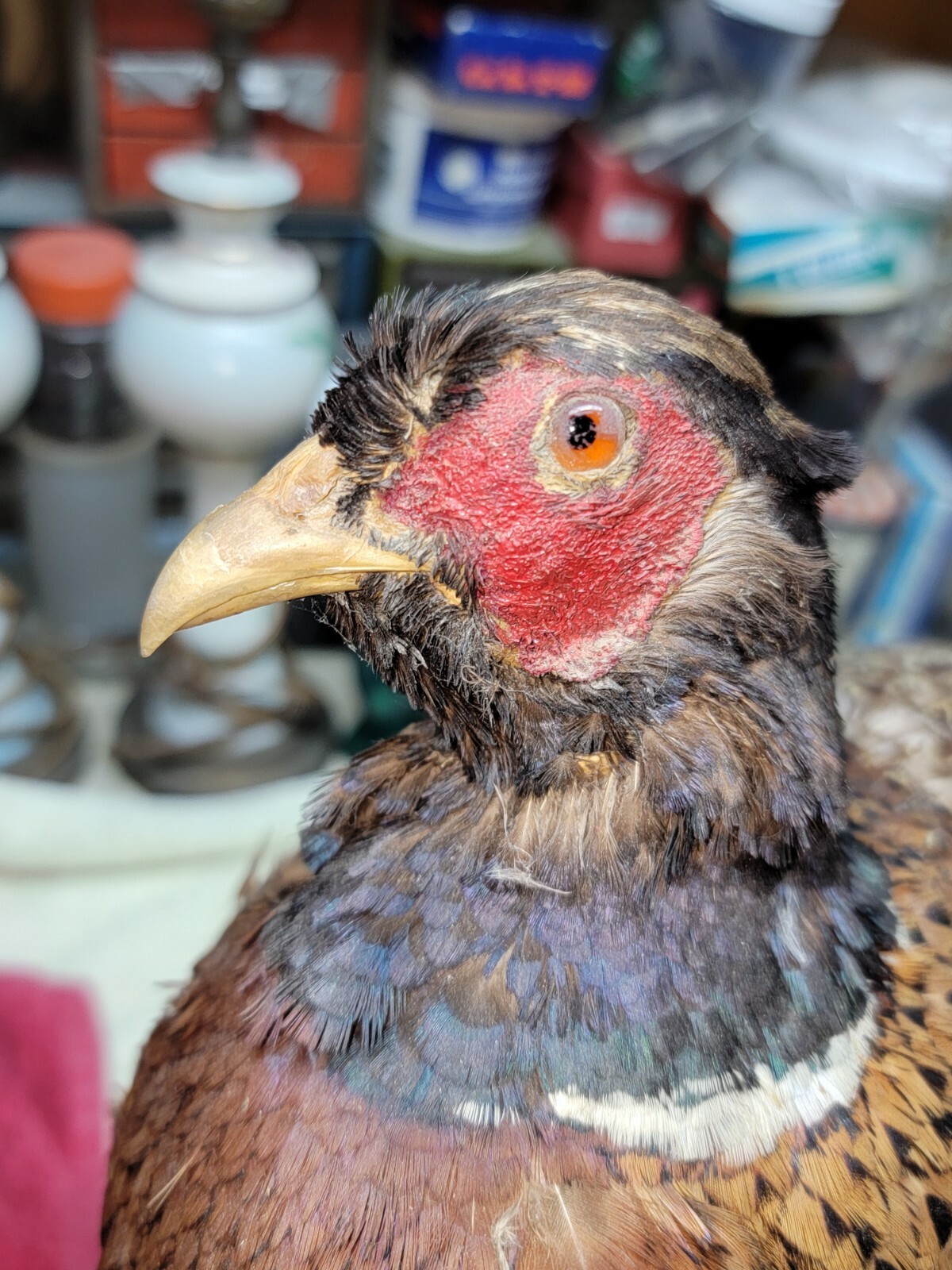 Female Hen Ringneck Pheasant Hen Taxidermy Mounted Plack/ Beautiful 😍 Colors