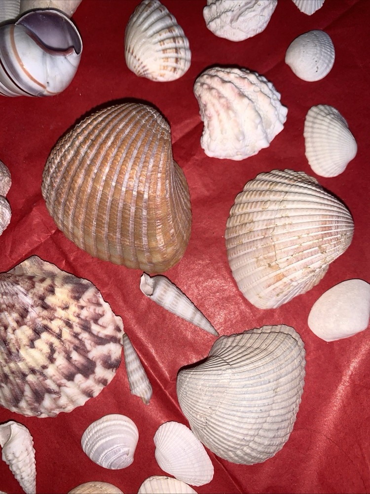 Seashell Lot Various Sizes and Shells Beautiful Selection Craft Beach 50+ Shells