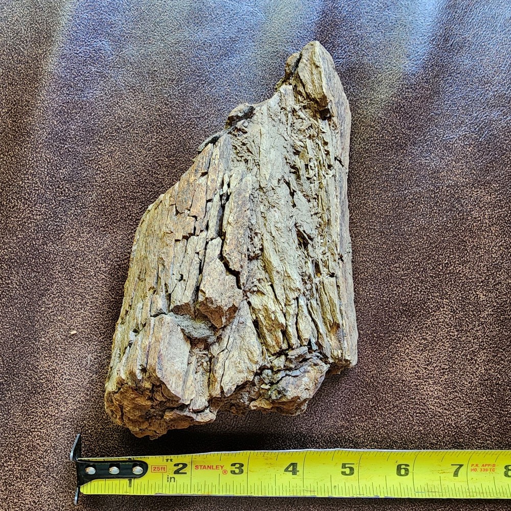 Dinosaur bone Section - Authentic Cretaceous Fossil - Hell Creek Formation