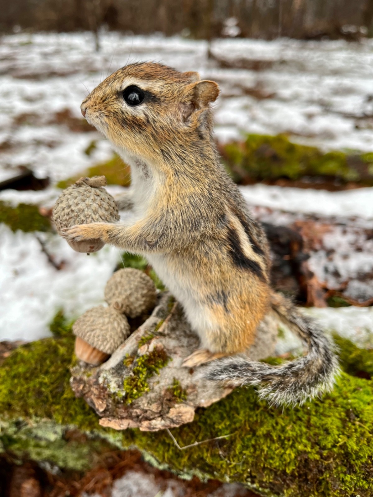 Chipmunk Taxidermy, Eastern Chipmunk Mount, Squirrel Taxidermy, Nature,Gift! NEW