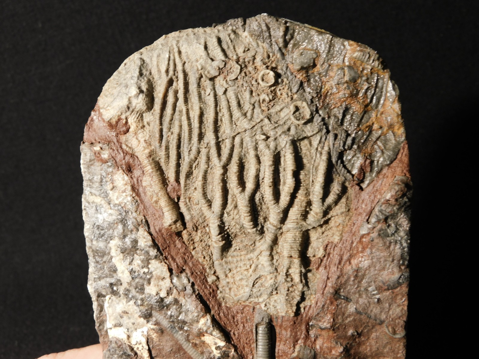 430 Million Year Old! CRINOID Fossil or Sea LILY Fossil Morocco 505gr