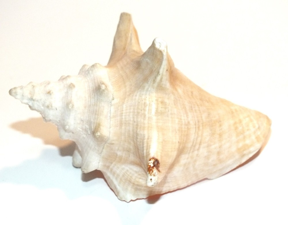 Vintage Conch Shell Seashell Shells Small Beautiful Pink Interior Natural S53
