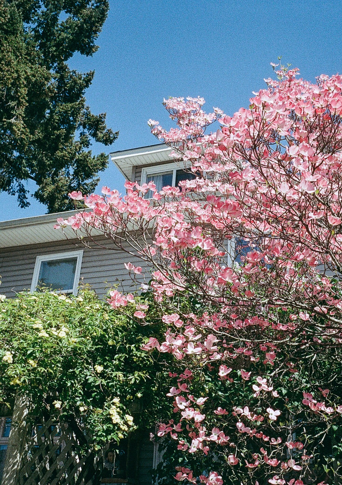 FujiFilm Fujicolor Industrial ISO100 36 exposures Exp 10/2021