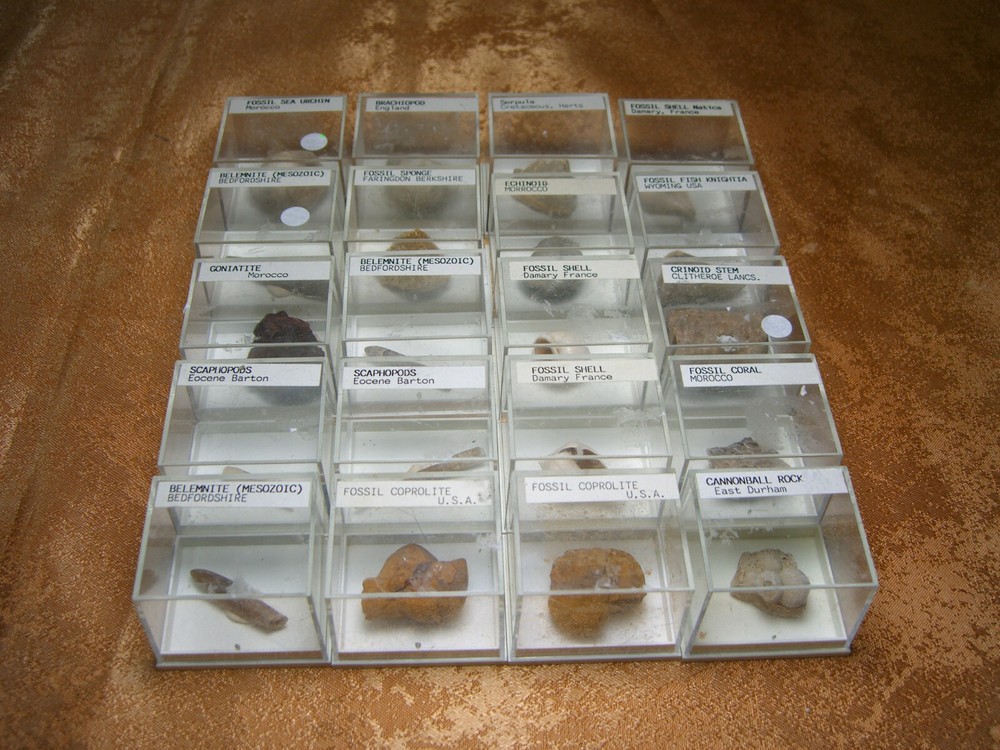 Fossils collection, mesozoic, cretacious, eocen, cased