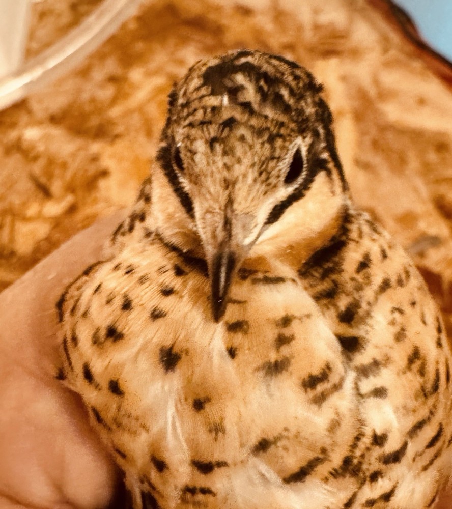 40+ Button Quail Hatching Eggs Multiple Colors