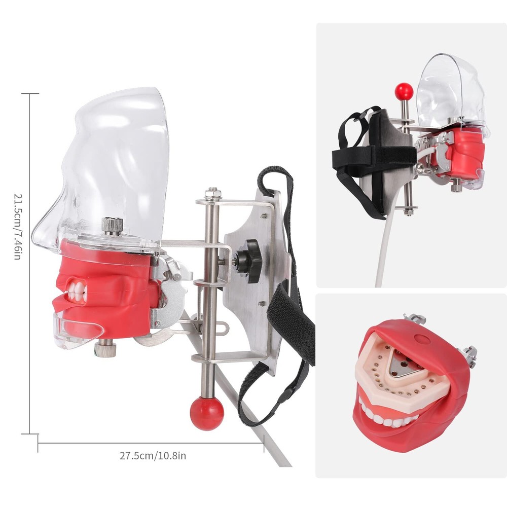 Dental Simulator Manikin Phantom Head Model Teeth Model Dental Training Practice