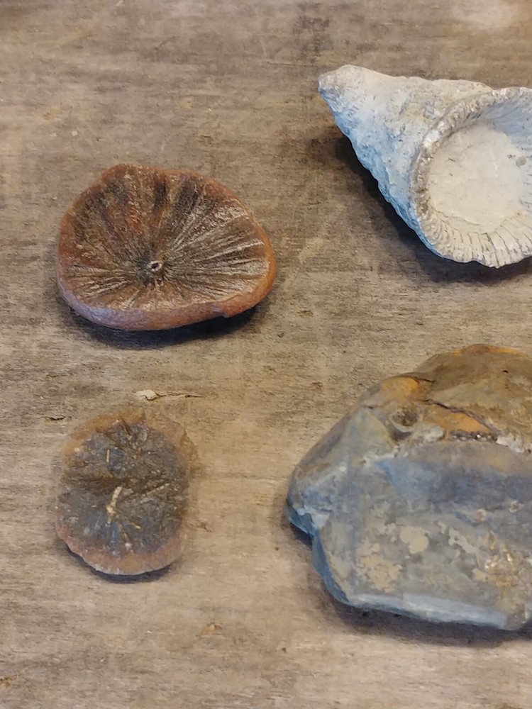 Fossil Lot 24 Total Pieces