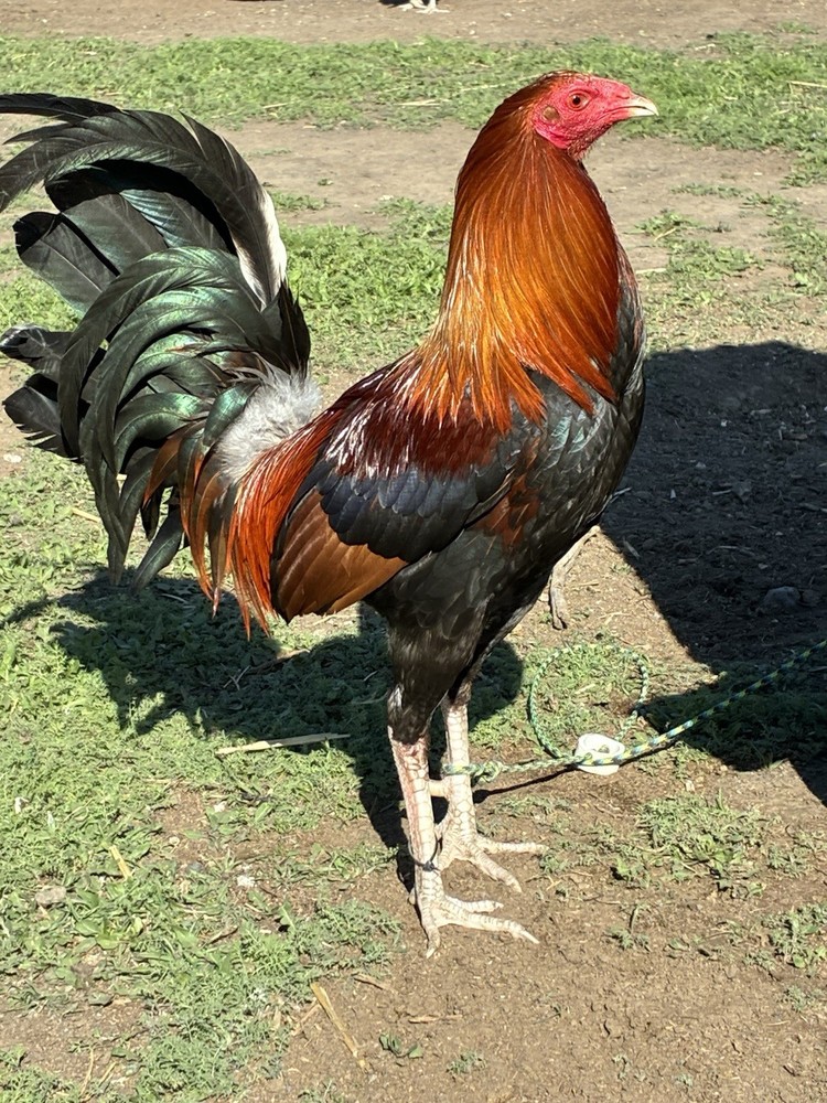 12+ Chicken Hatching Eggs