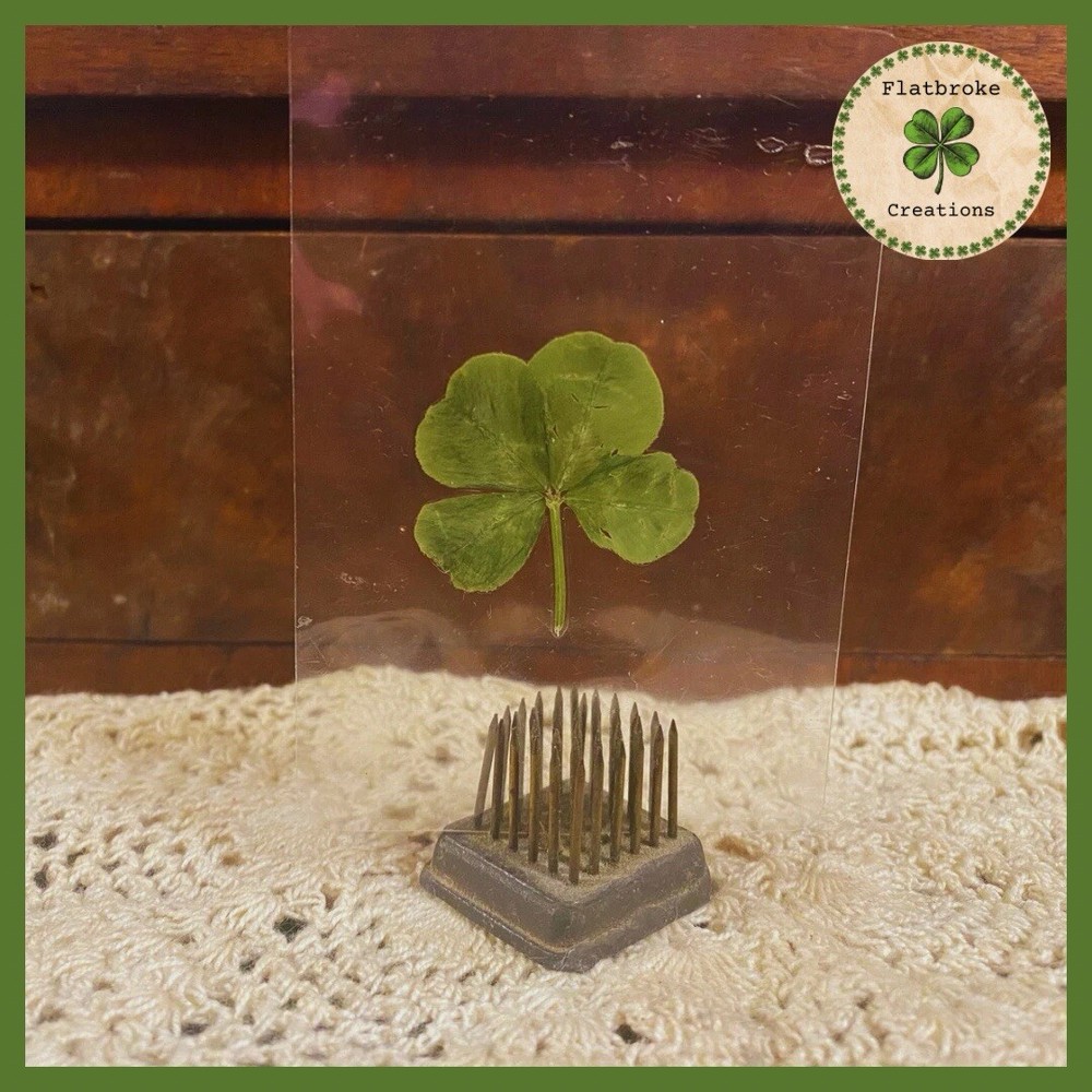 🍀Real Laminated Four Leaf Clover🍀 Shamrock