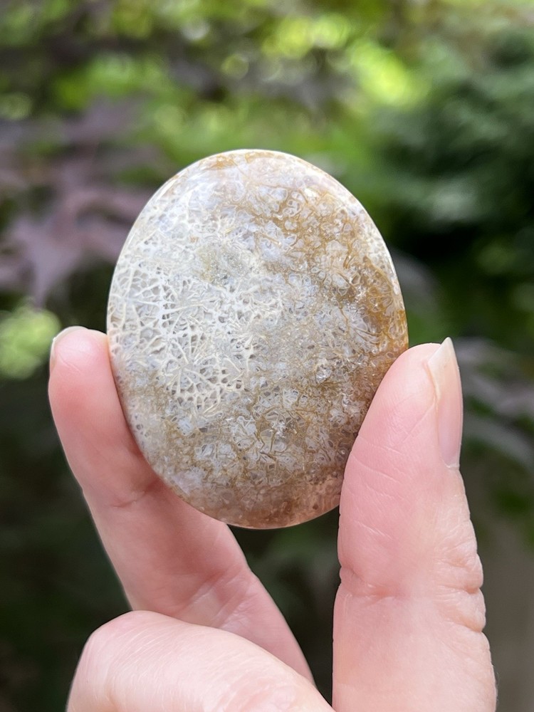 Fossilized Coral Crystal Palmstone AAA+ 37