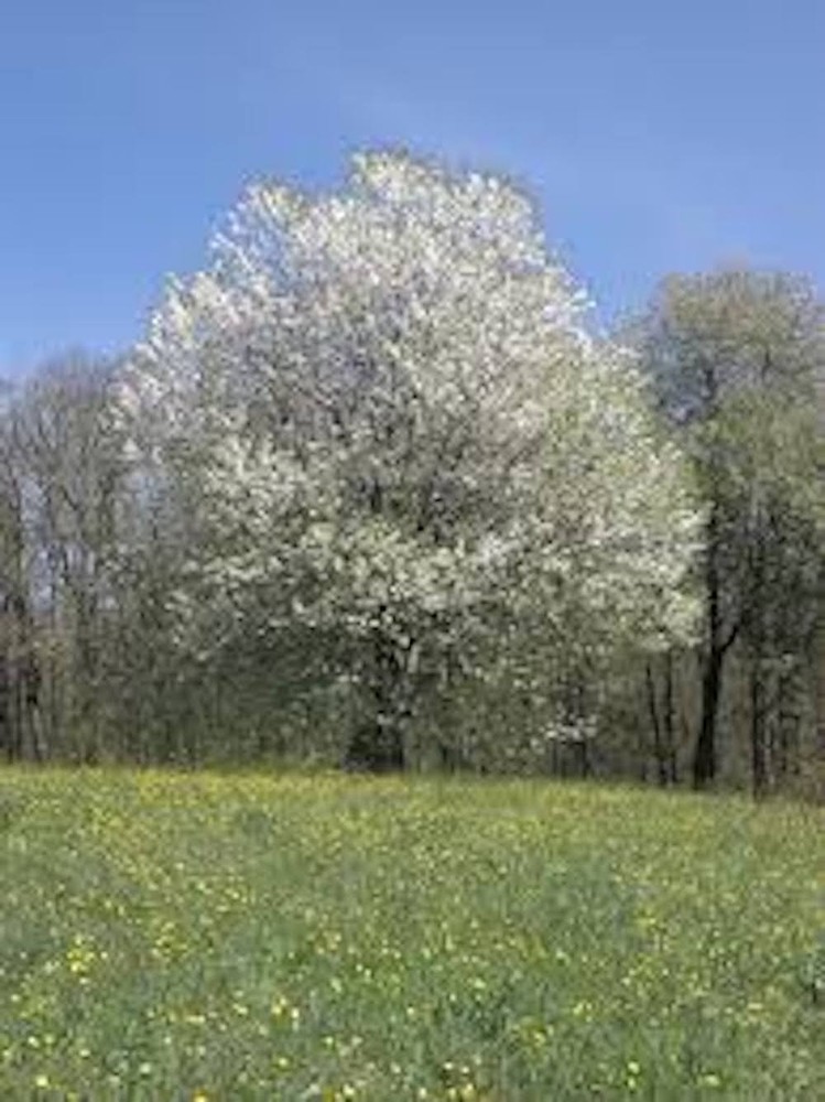 1 Black Cherry Tree 12-24" Tall Prunus serotina Bare Root