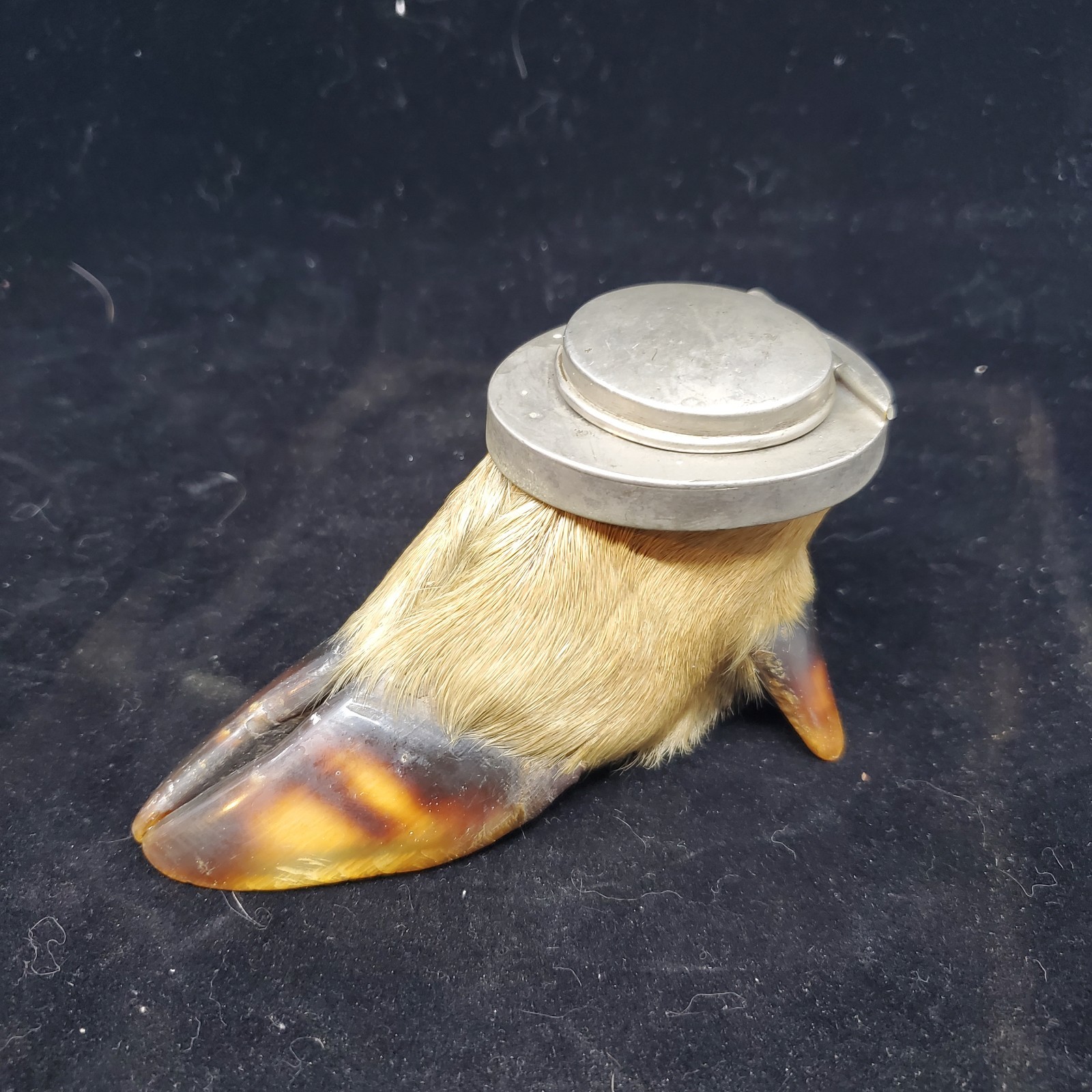 Vintage Adirondack Deer Split Hoof Taxidermy Inkwell Holder Rustic Camp Decor