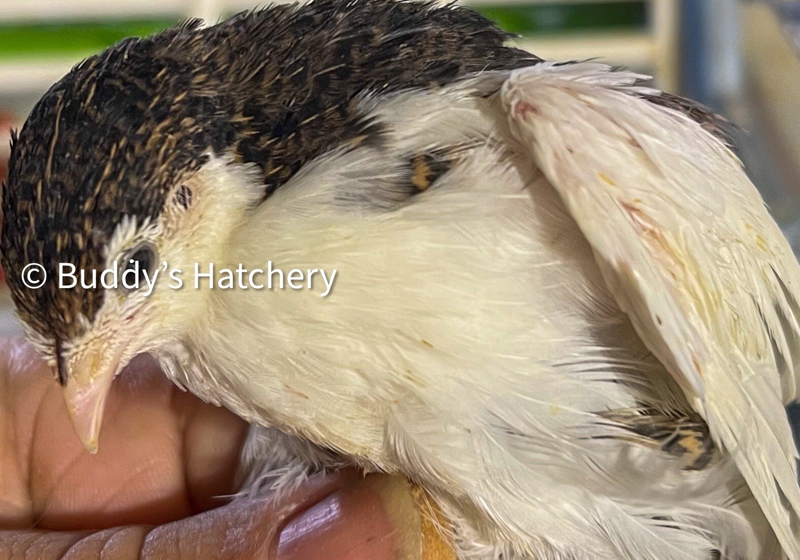 24 Button Quail Fertile Hatching Eggs Quail