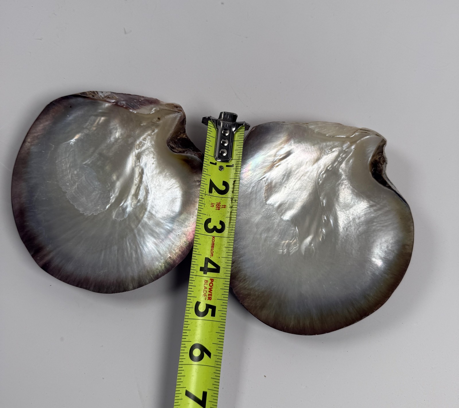 Black Lip Oyster Shells Iridescent Mother Of Pearl Lot of 2