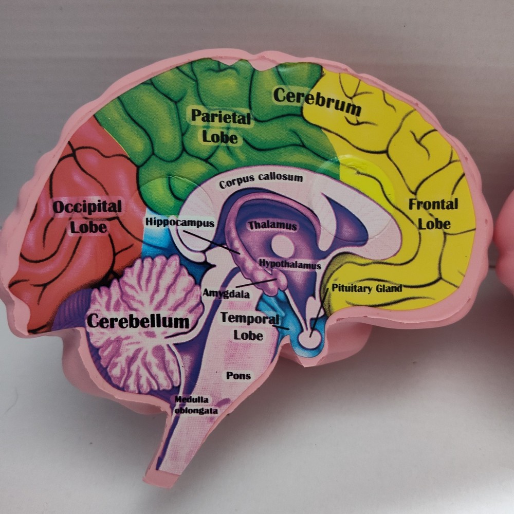 Human Brain Cross Section Foam Model - Educational Anatomy Study Tool - Labeled