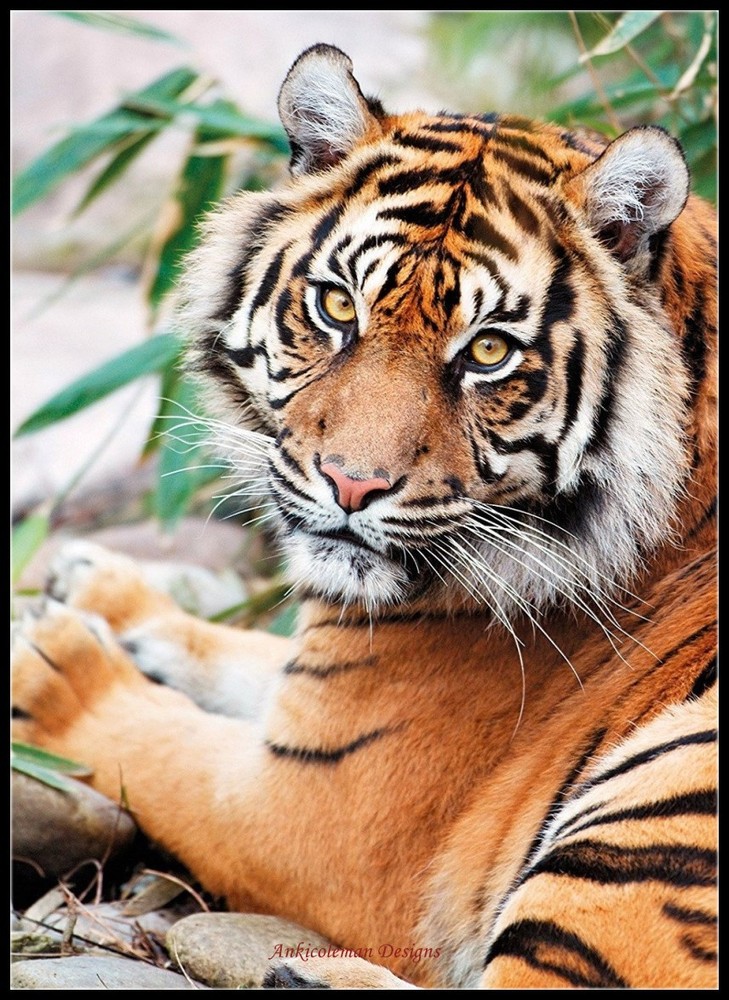 Sumatran Tiger - Chart Counted Cross Stitch Patterns Needlework DIY DMC Color