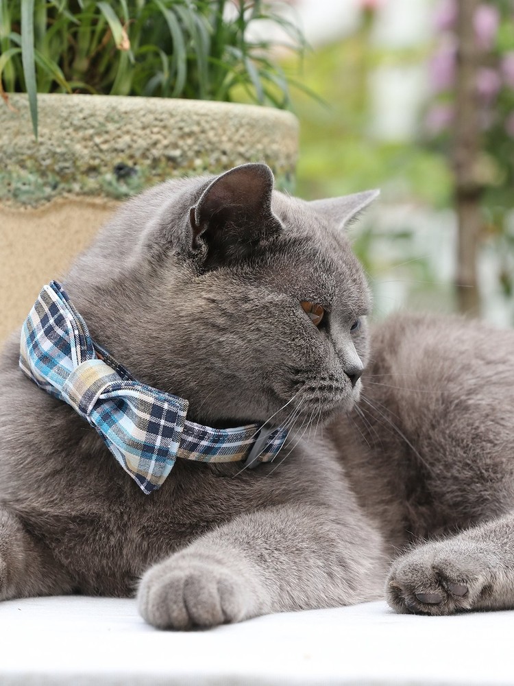 Dog Cat Collar Bowtie Grid Pattern Plastic Buckle Adjustable Small Medium Pet