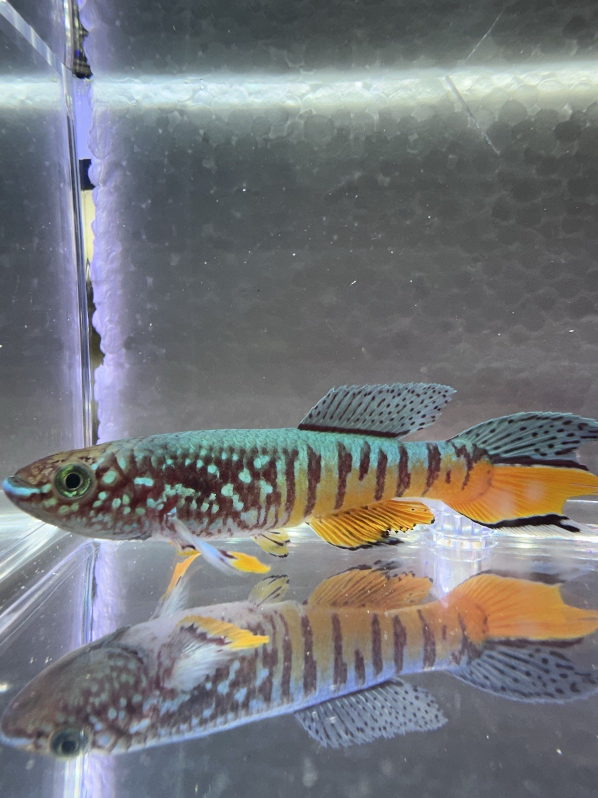 Fundulopanchax sjoestedti DWARF RED Gularis 1 Male USA BRED & RAISED Killifish