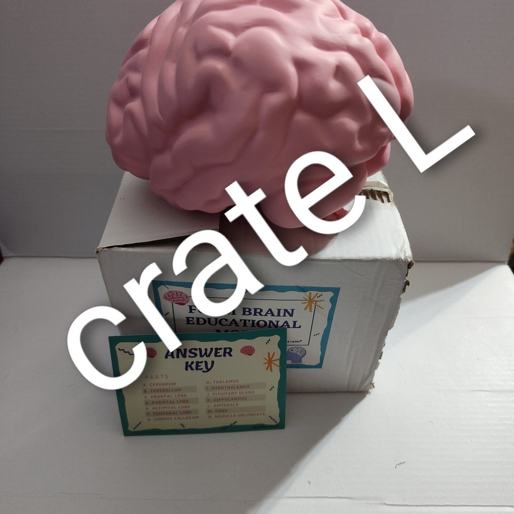 Human Brain Cross Section Foam Model - Educational Anatomy Study Tool - Labeled