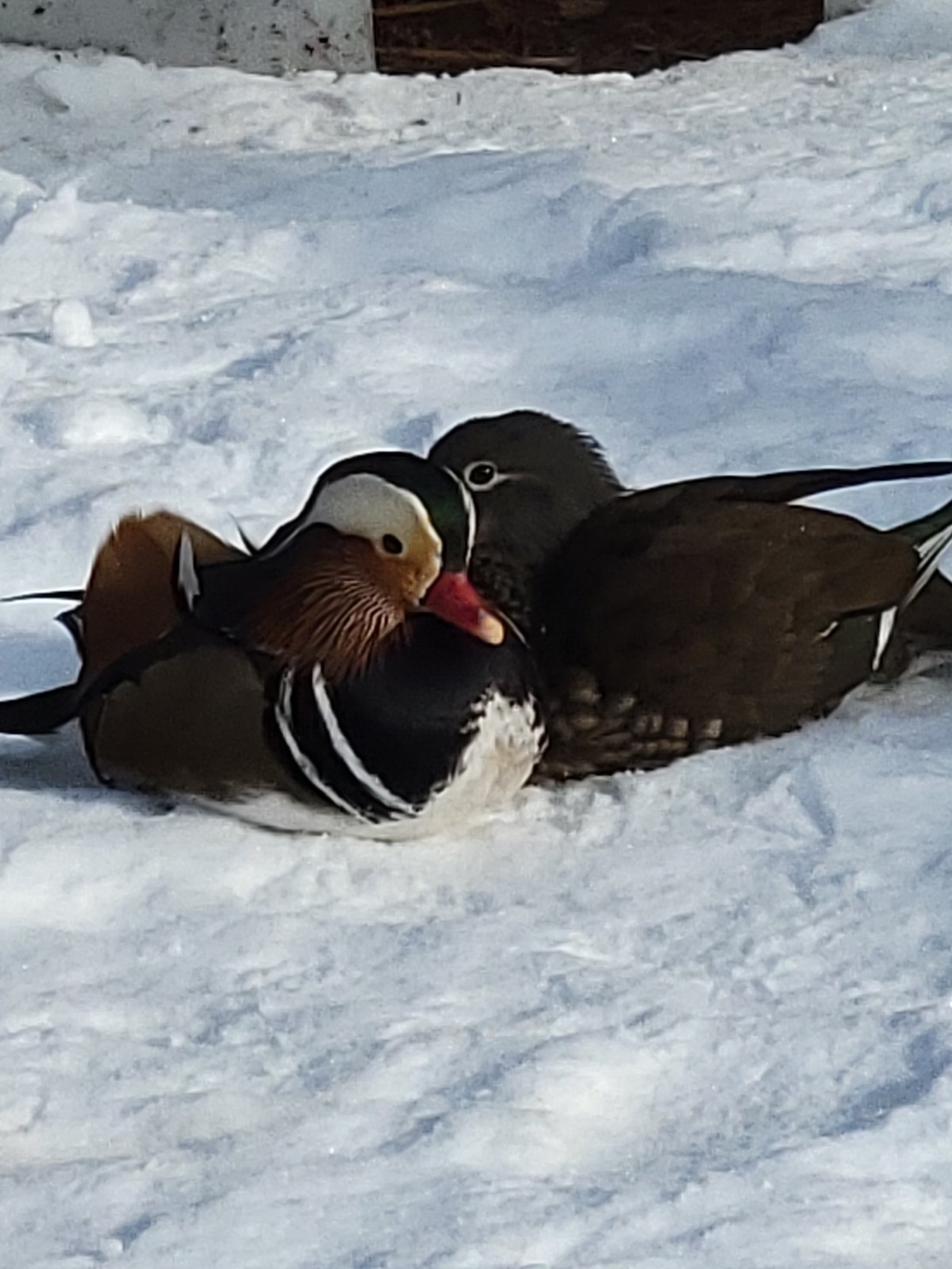 6+ Mandarin Duck Hatching Eggs. PRESALE!! Ship late April/May NPIP