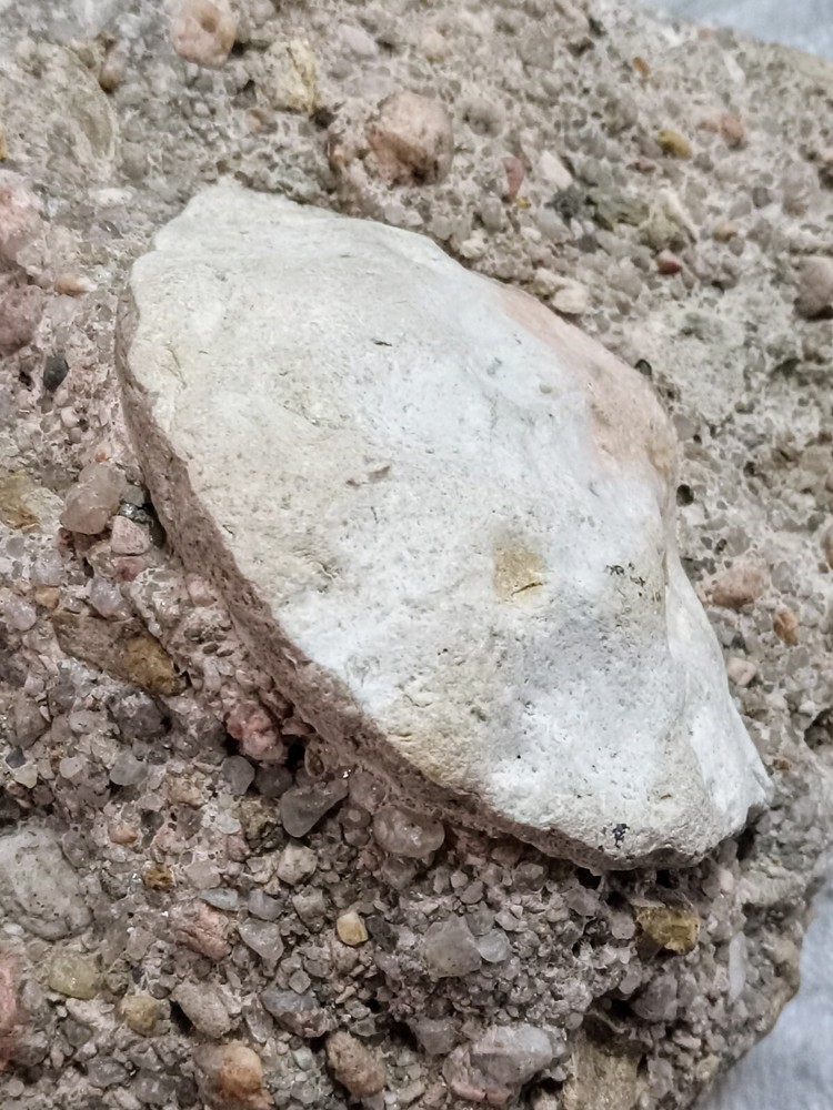 Clam? Fossil On Matrix